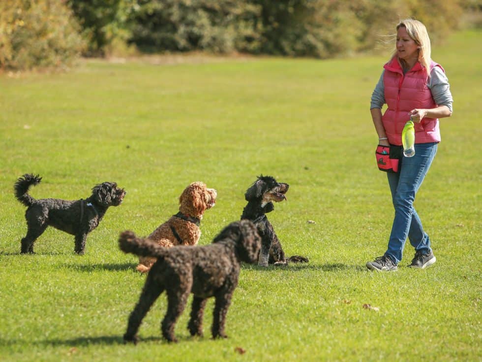 About our Dog Walking Freedom Field in Surrey Off The